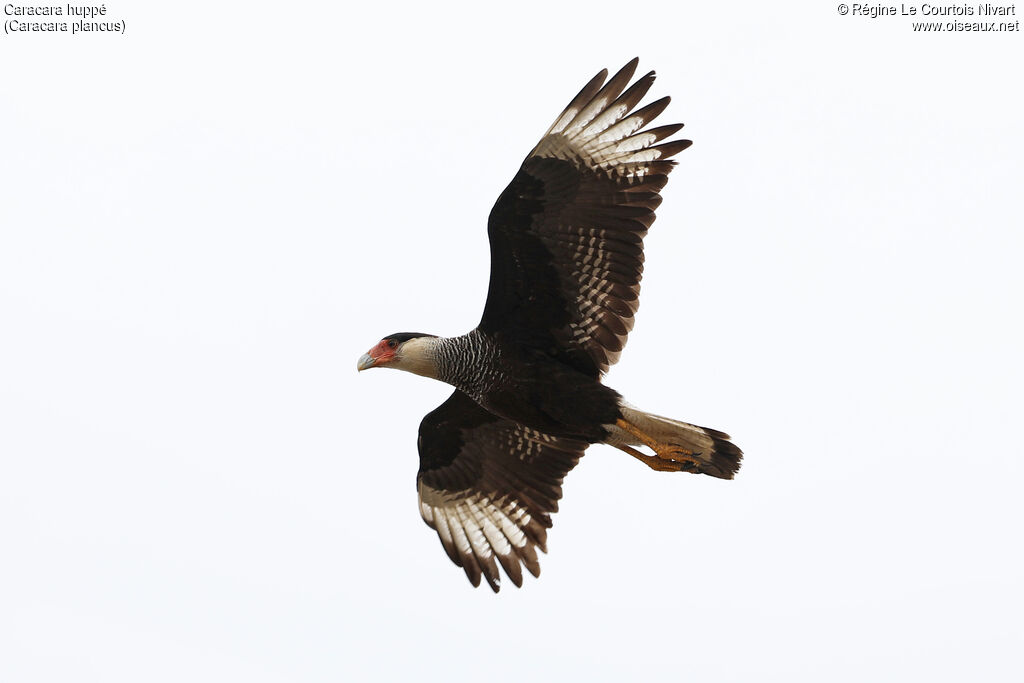 Caracara huppé, Vol