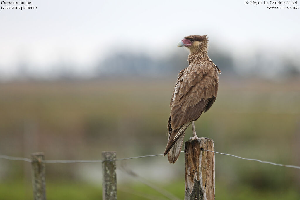 Caracara huppéimmature