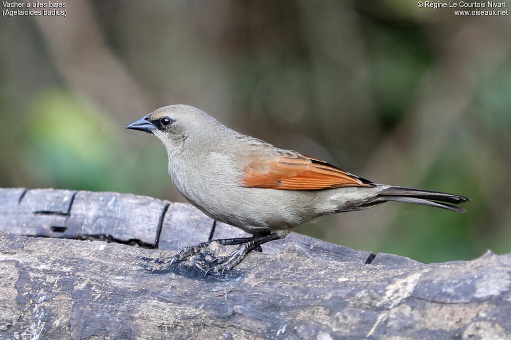Greyish Baywing