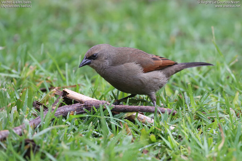 Greyish Baywing