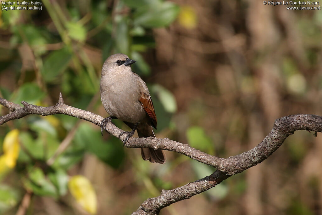 Greyish Baywing