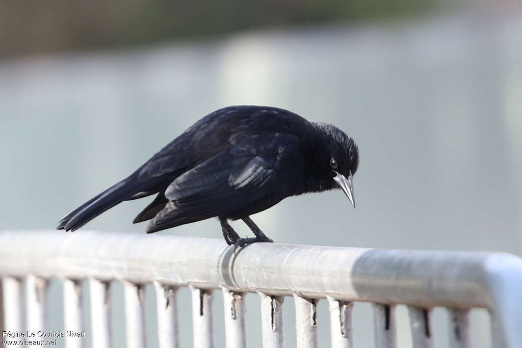 Austral Blackbird