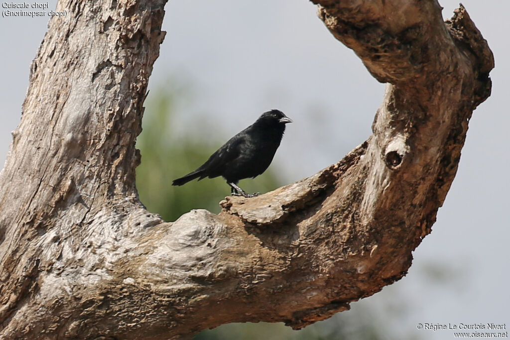 Chopi Blackbird