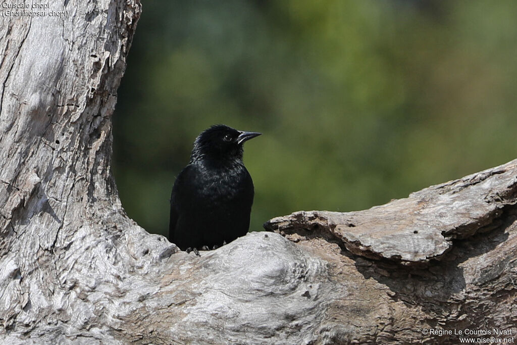 Chopi Blackbird