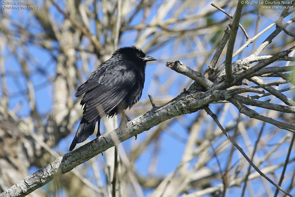 Chopi Blackbird
