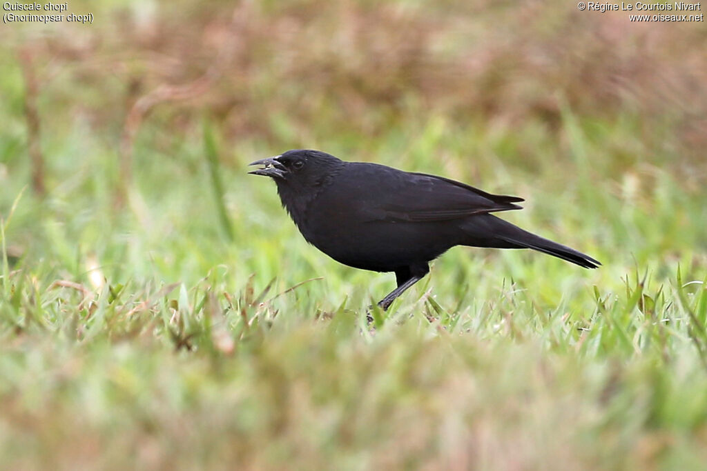 Chopi Blackbird