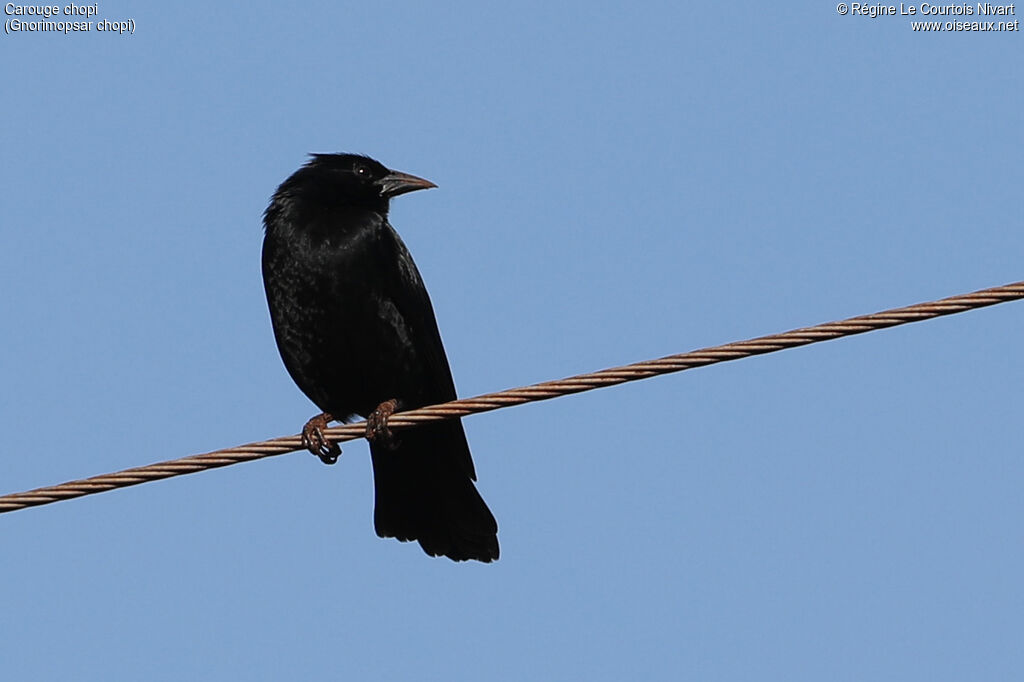 Chopi Blackbird