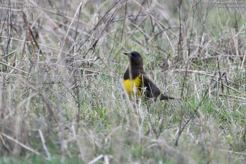 Brown-and-yellow Marshbird