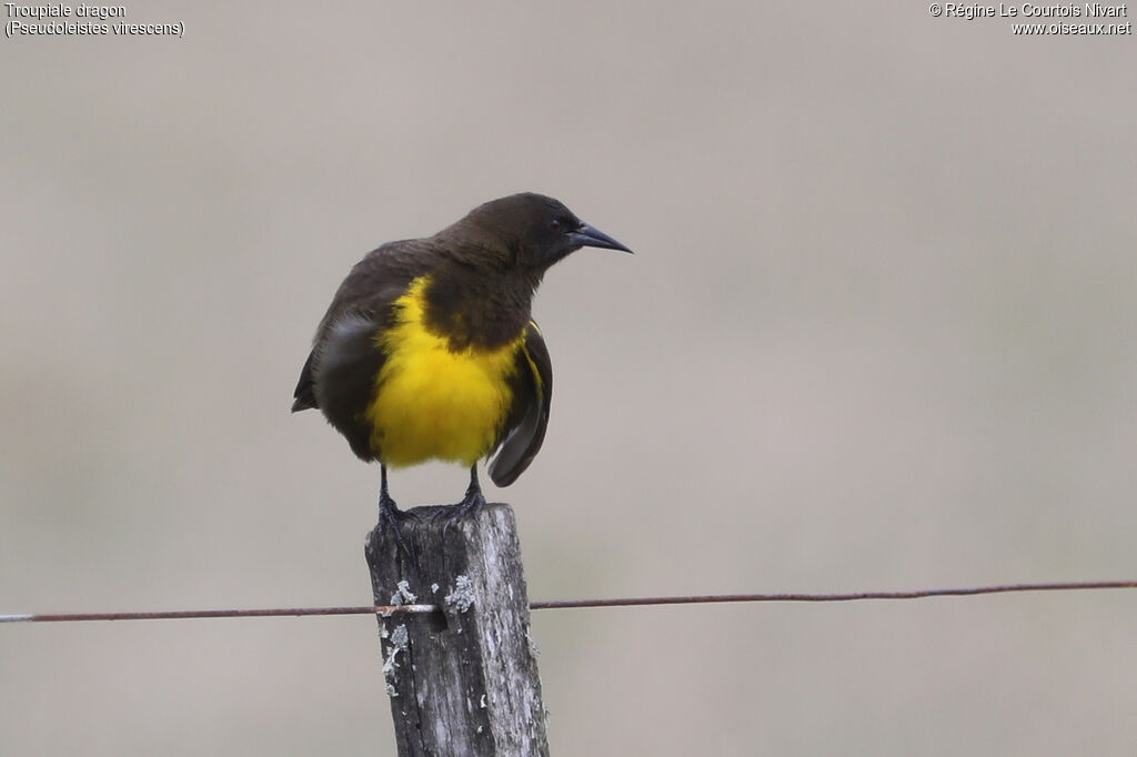 Brown-and-yellow Marshbird