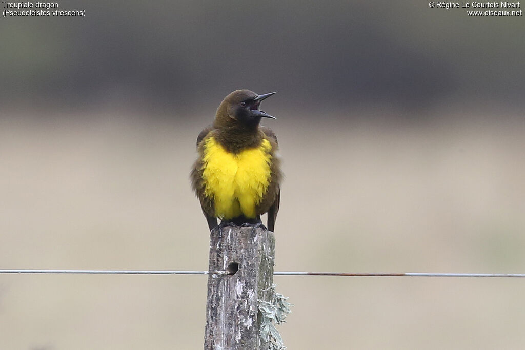 Brown-and-yellow Marshbird