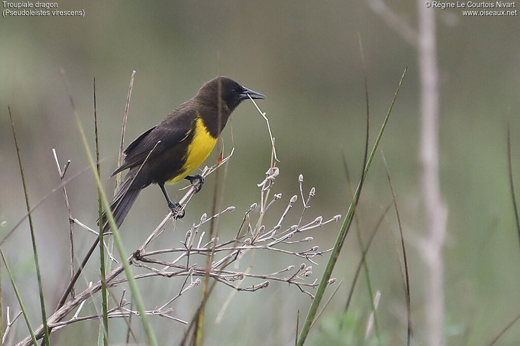 Brown-and-yellow Marshbird