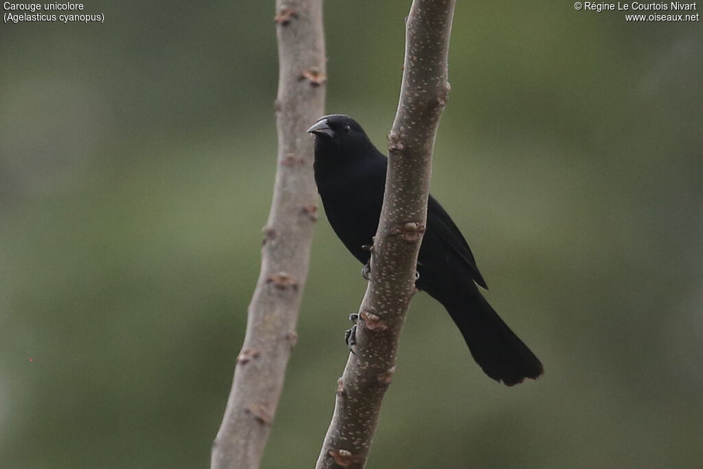 Carouge unicolore mâle