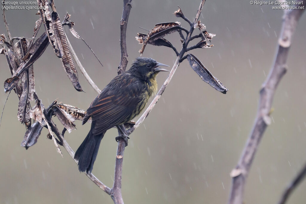 Carouge unicolore femelle