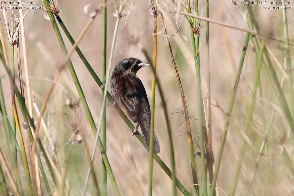 Carouge unicolore femelle