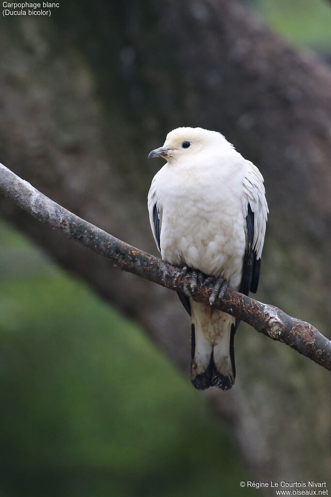 Pied Imperial Pigeon