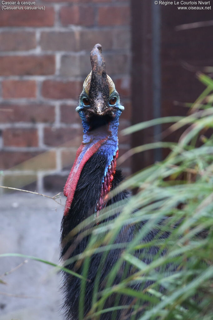 Southern Cassowary