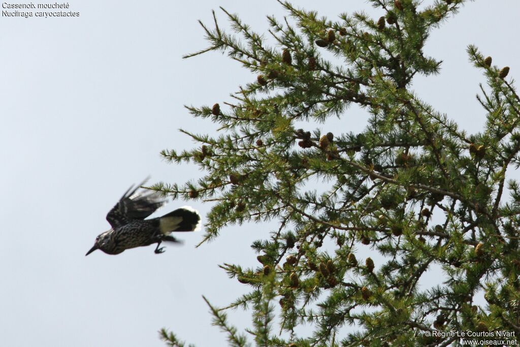 Northern Nutcracker