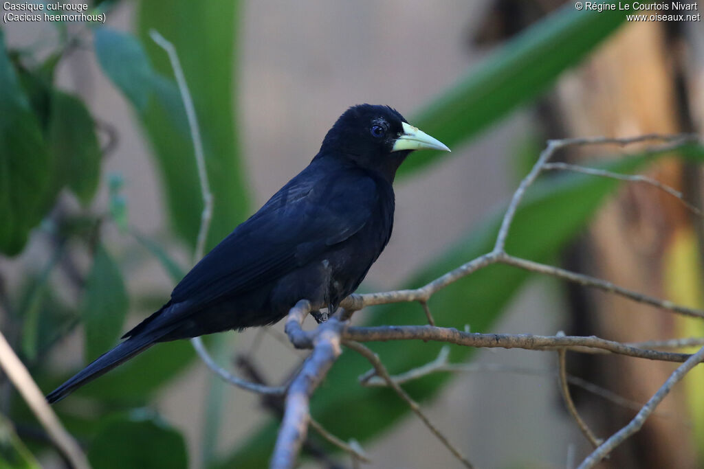 Red-rumped Cacique