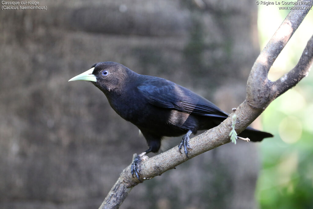Red-rumped Cacique