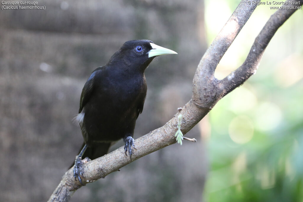 Red-rumped Cacique