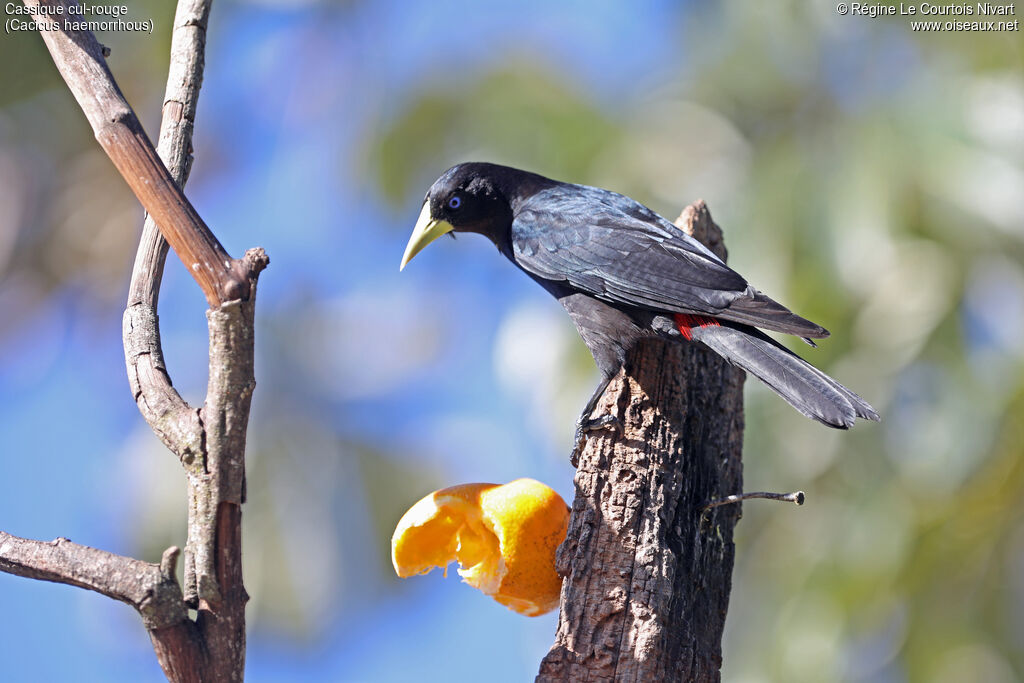 Red-rumped Cacique