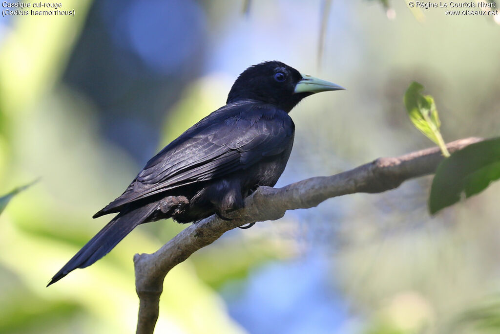 Red-rumped Cacique