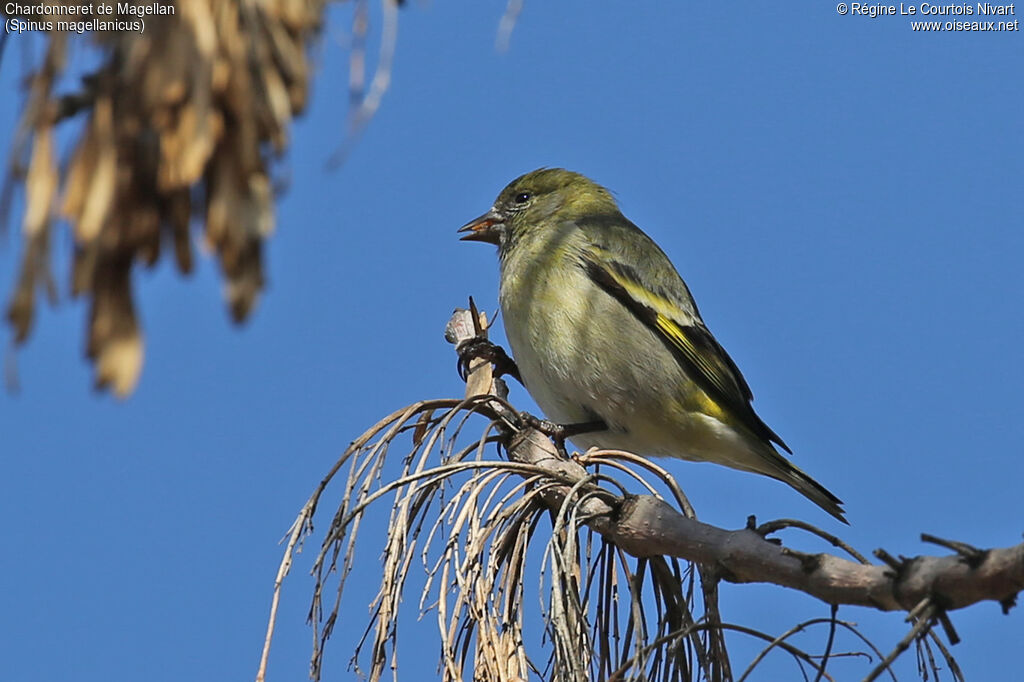 Chardonneret de Magellan femelle