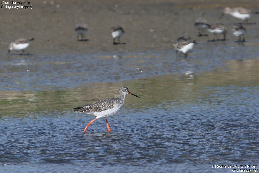 Spotted Redshank
