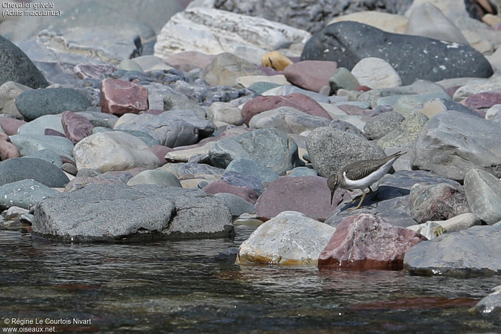 Spotted Sandpiper