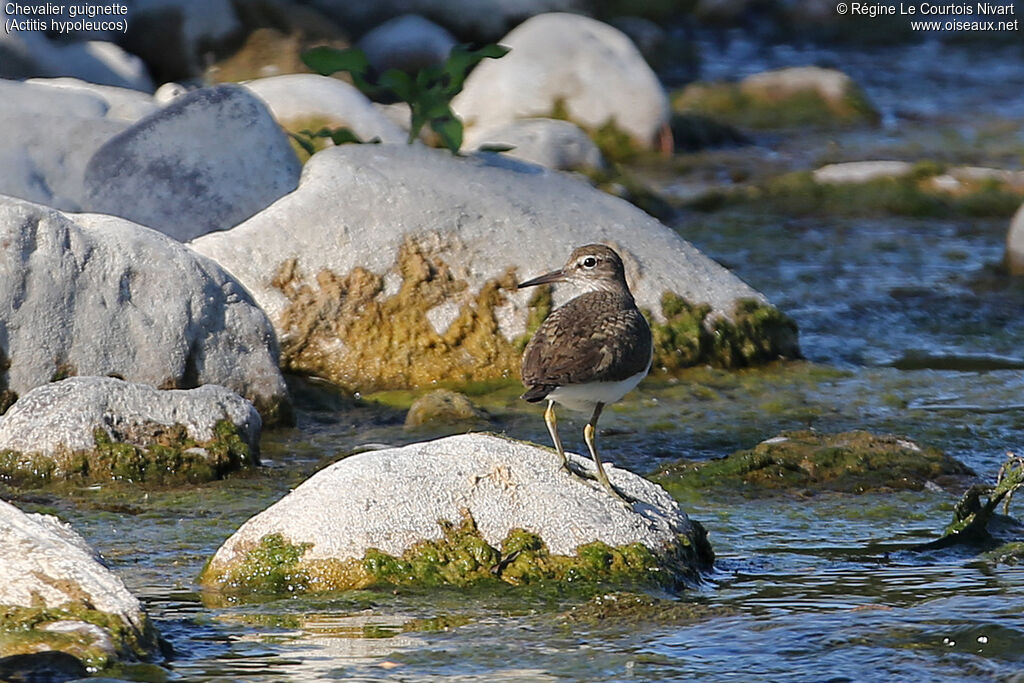 Common Sandpiper