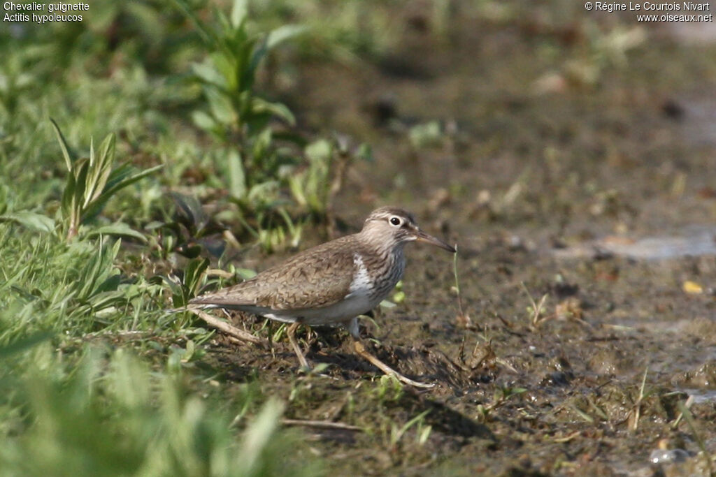 Common Sandpiper
