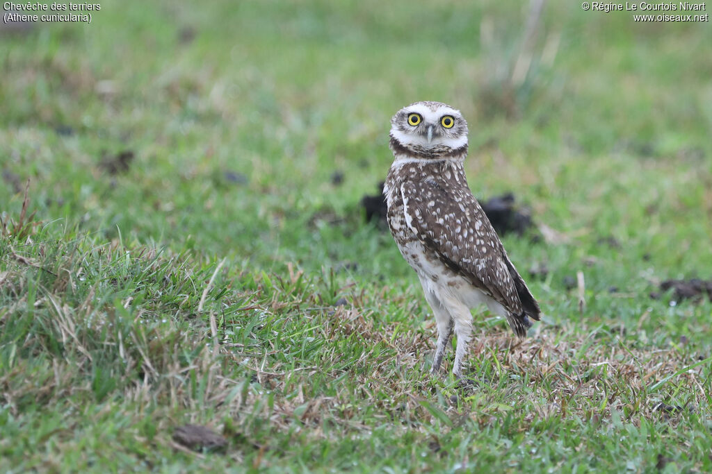 Chevêche des terriers