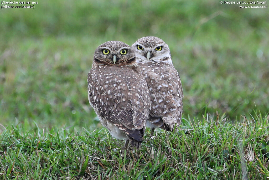 Chevêche des terriers