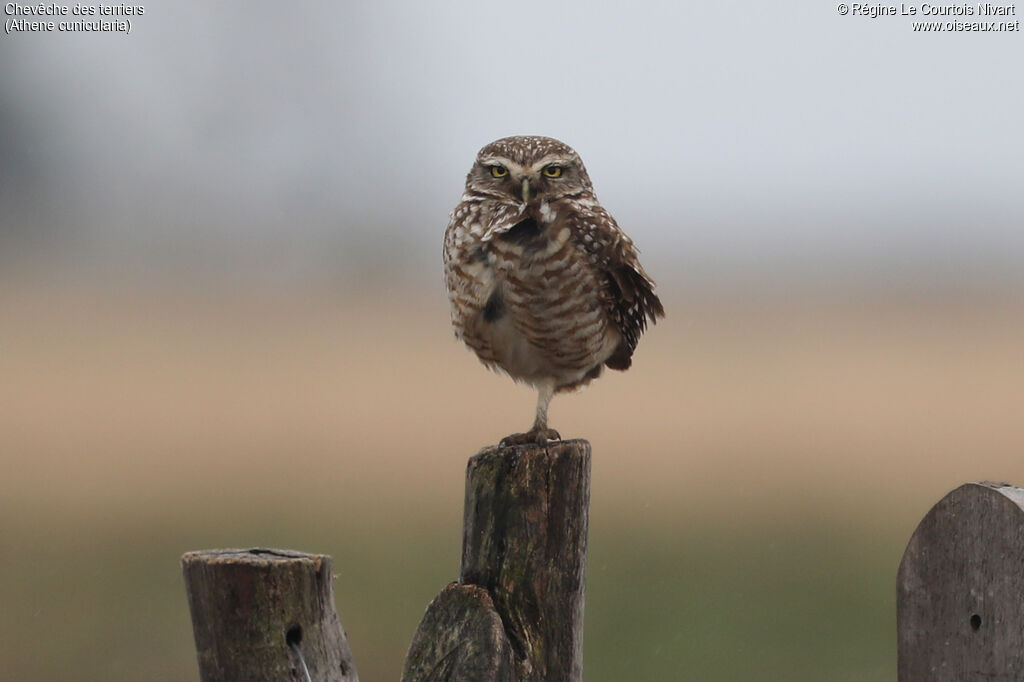 Burrowing Owl