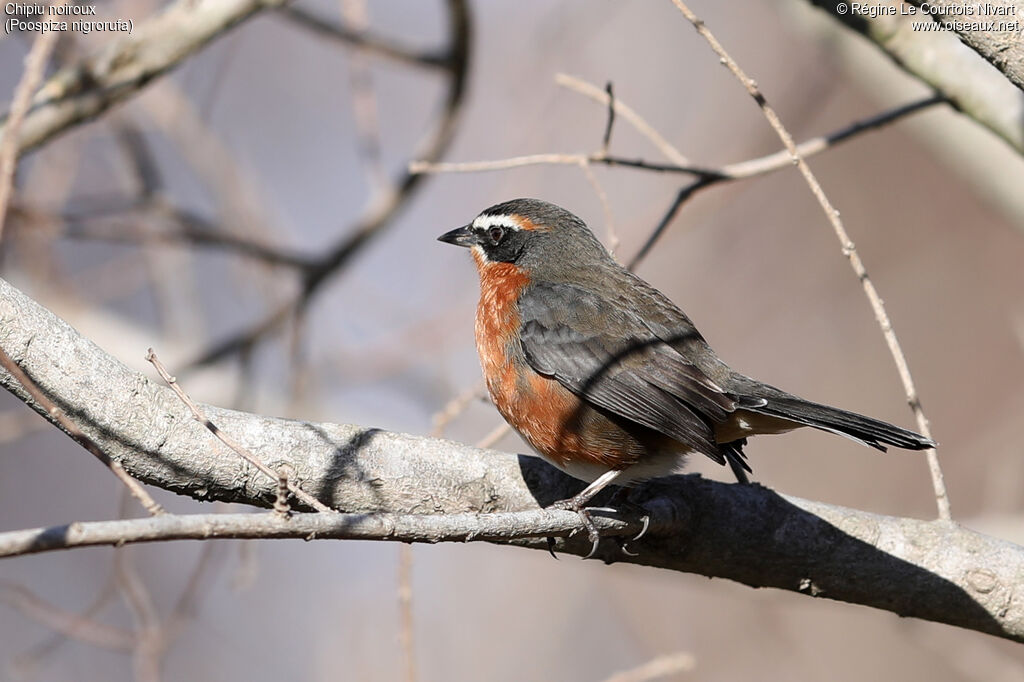 Black-and-rufous Warbling Finch