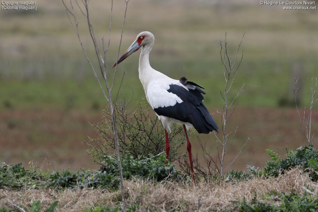 Maguari Stork