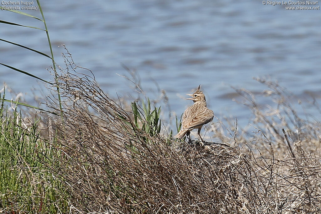 Cochevis huppé