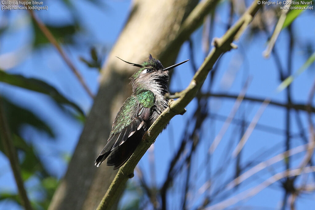 Colibri à huppe bleue