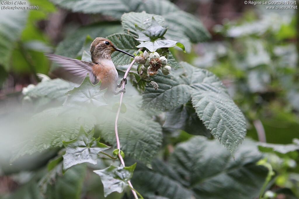 Allen's Hummingbird