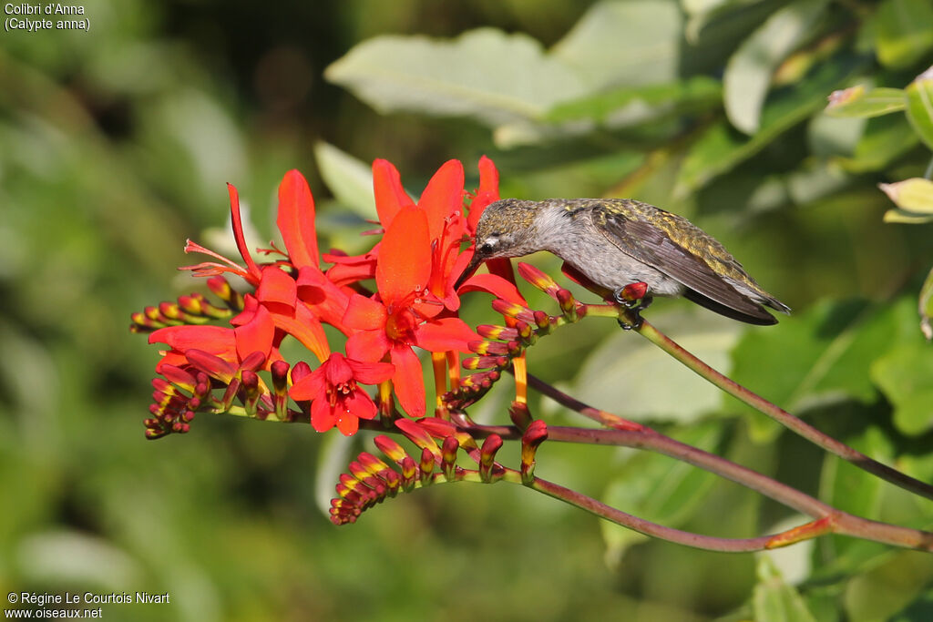 Anna's Hummingbird