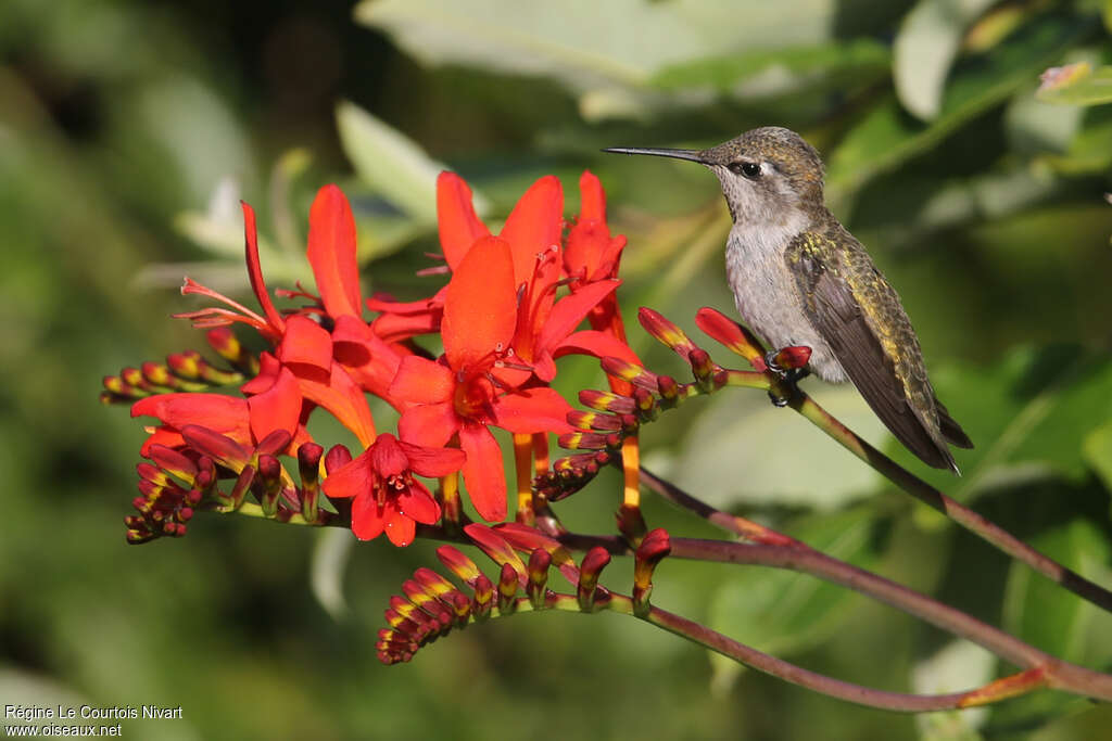 Anna's Hummingbird female adult, identification