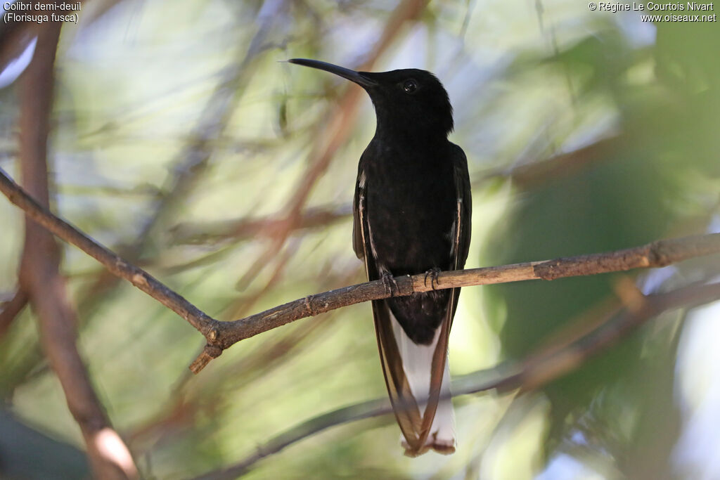 Black Jacobin