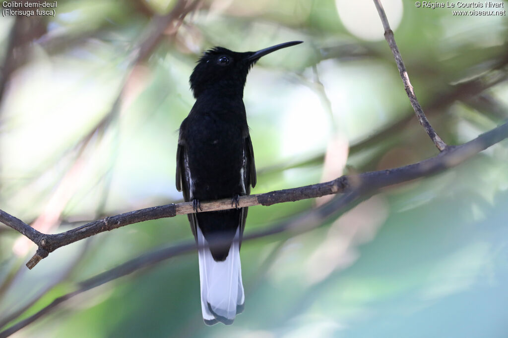 Black Jacobin