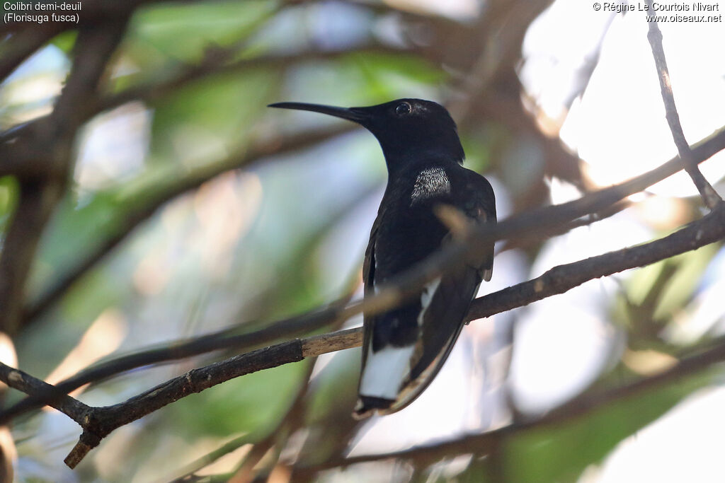 Black Jacobin