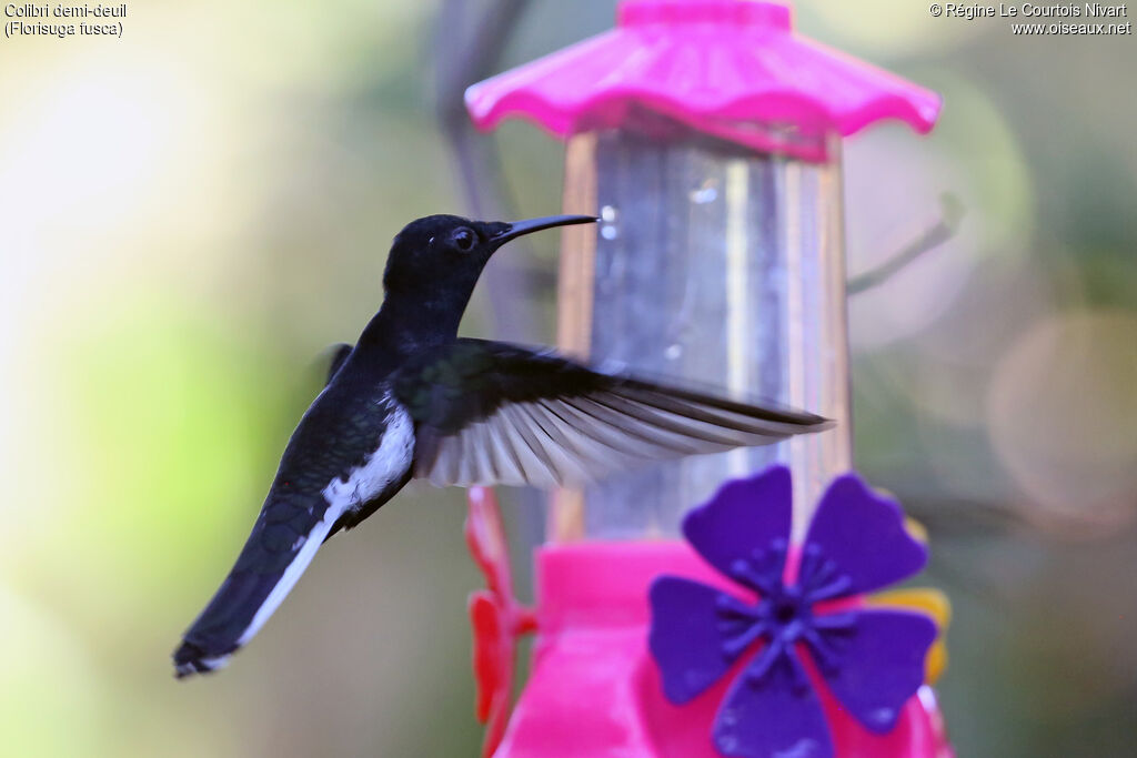 Black Jacobin