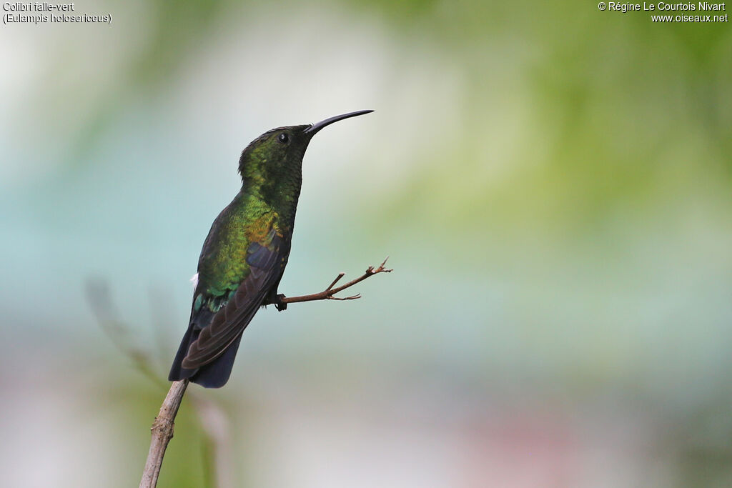 Green-throated Carib