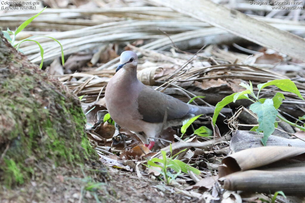 Grey-fronted Dove