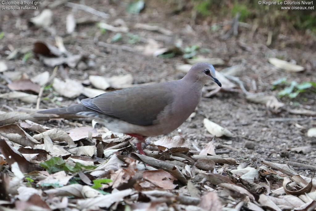 Grey-fronted Dove