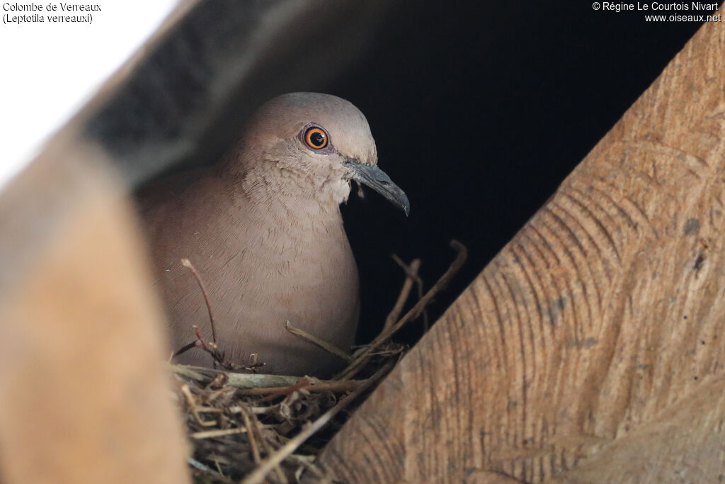 White-tipped Dove