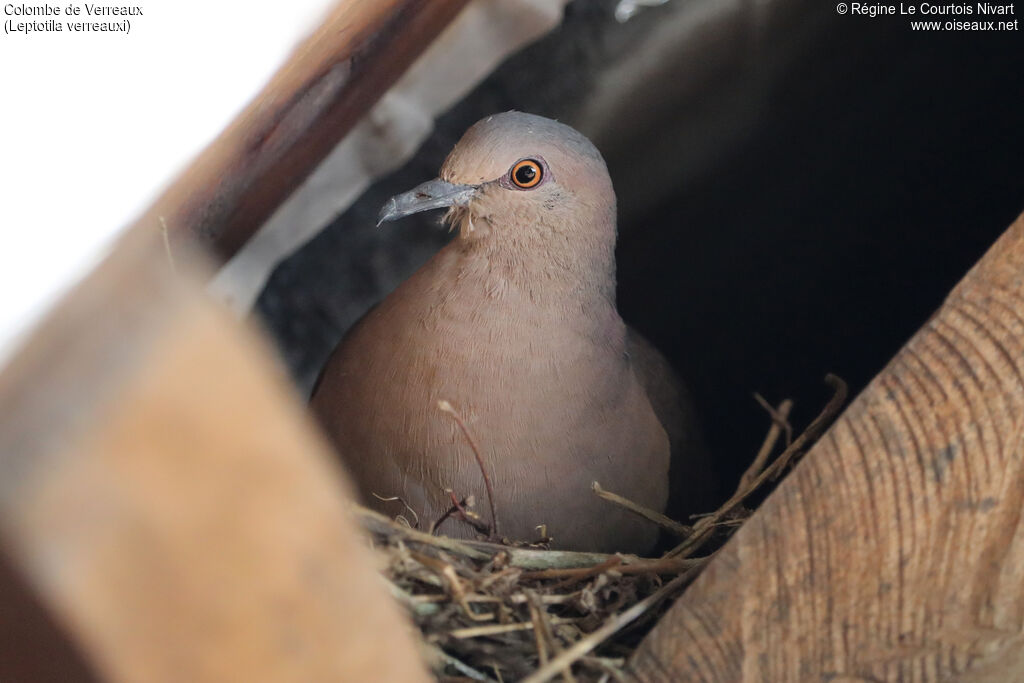White-tipped Dove